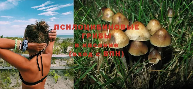 Псилоцибиновые грибы Psilocybe  наркотики  OMG рабочий сайт  Губаха 